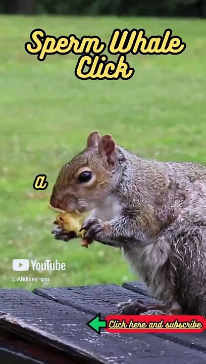 Animal Facts    Sperm Whale Click   #shorts