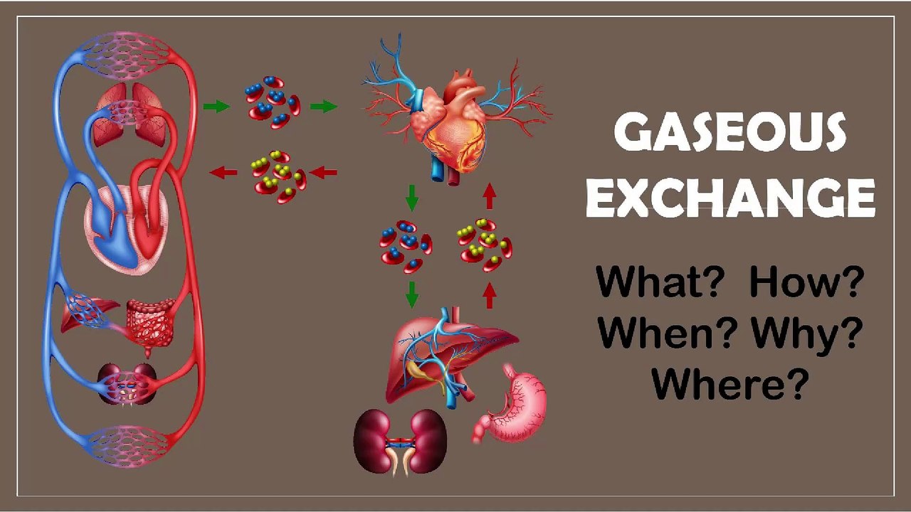 The Essentials of Gaseous Exchange Explained! ️