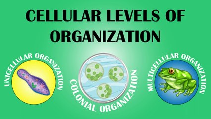 Cellular Levels of Organization | Unicellular, Multicellular, Colonial Organizations |SKW Biology