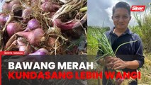 Bawang merah Kundasang lebih wangi, berjus