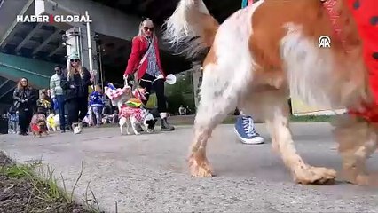 Cadılar Bayramı etkinliklerinde "Kostümlü Köpek Geçidi"