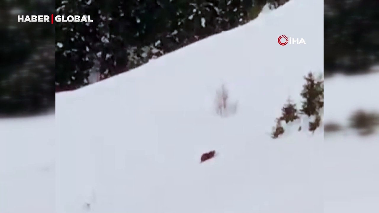 Kış uykusuna yatmayan ayıya seslenen Rizeli: “Çabuk doğru yatağa”