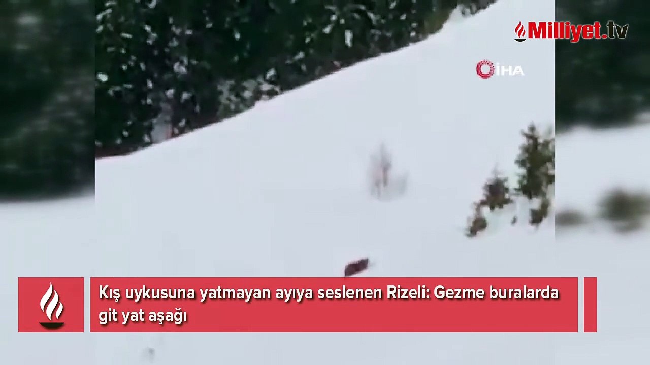 Kış uykusuna yatmayan ayıya seslenen Rizeli: “Çabuk doğru yatağa”