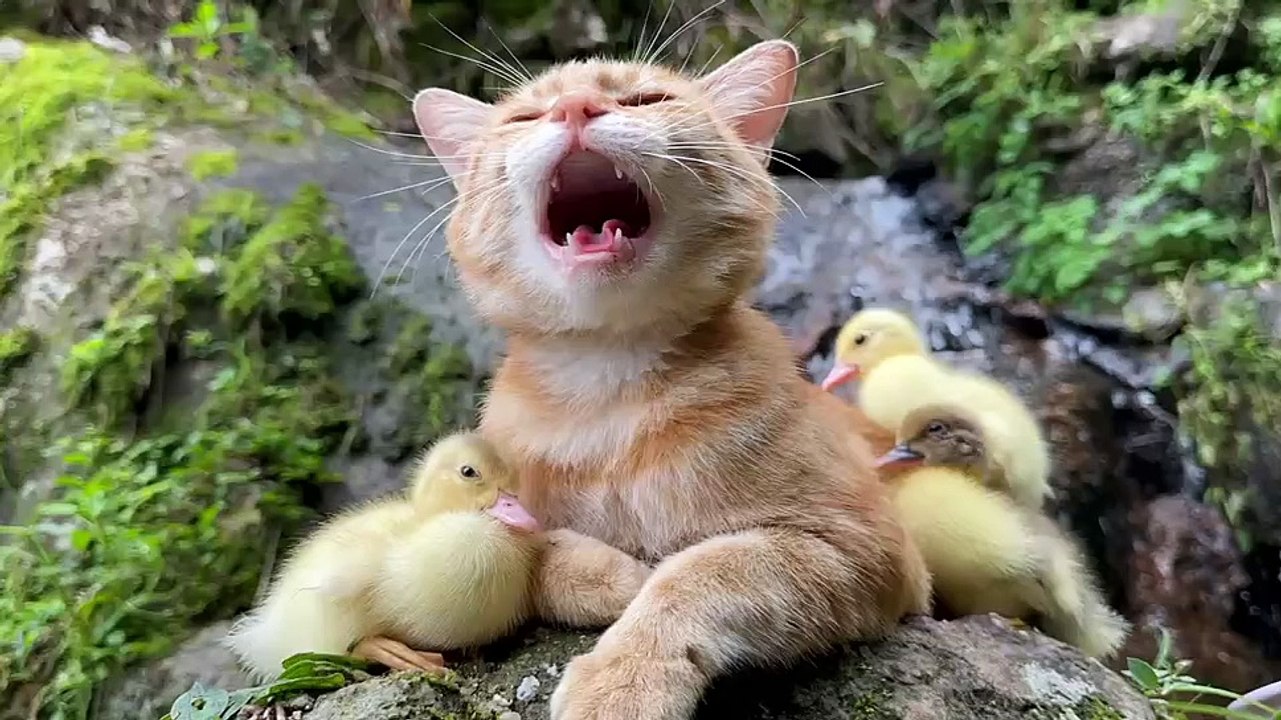 cat