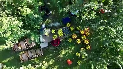 ABD, Avrupa ve Rusya'ya ihraç edilen Türkiye'nin altın sarısı lezzetinde yüz güldüren hasat