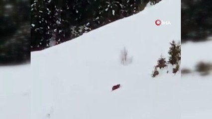 Karadenizli vatandaştan dağdaki ayıya güldüren fırça kamerada