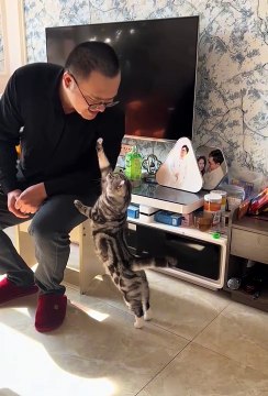 Cute cat • 2024 best animals videos #cutecatvideos #funnycatvideos #cuteanimals #funny #reels #shortsvideo #shorts #animal #funny animals #cat #animals #fyp