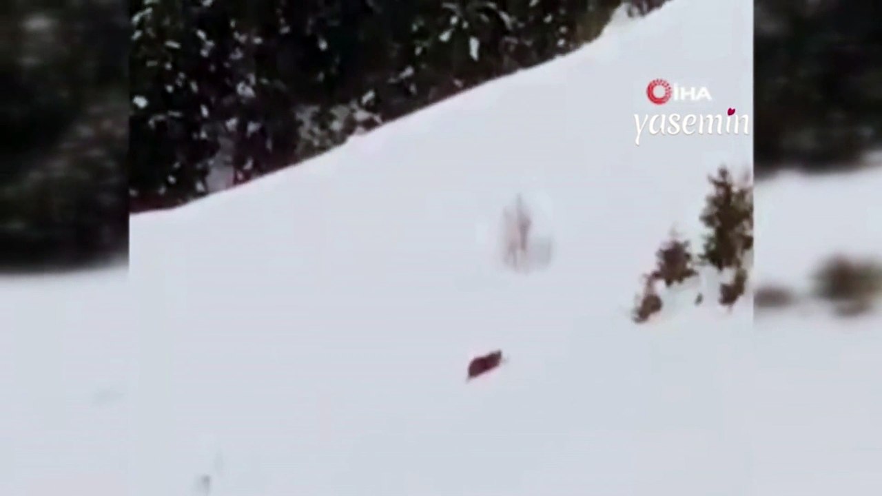 Kış uykusuna yatmayan ayı, Rizeli vatandaştan uyarı yedi! "Çabuk doğru yatağa"