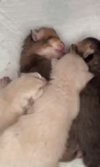 Dodo les bébés d’amour