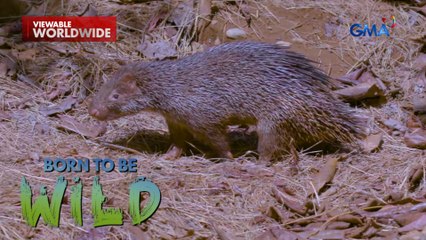 Ang tinik sa populasyon ng mga Philippine porcupine, alamin! | Born to be Wild