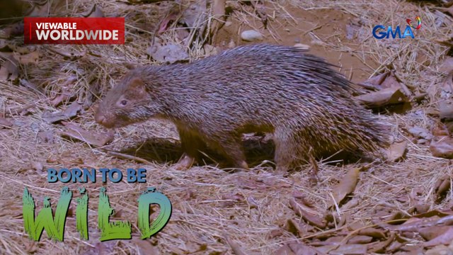 Ang tinik sa populasyon ng mga Philippine porcupine, alamin! | Born to be Wild