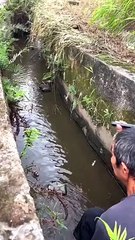 Regardez ce qu'il attire en faisant ce bruit bizarre