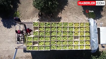 Adana'da Portakal Hasadı Başladı, Verim Düşüklüğü Yaşanıyor