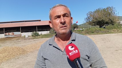 Osmaniyeli yer fıstığı üreticisi: "Keşke ekmeseydik, tarlada kalsa bundan daha iyiydi"