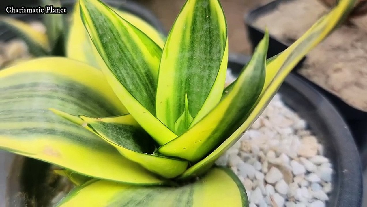 Golden hahnii plant, Sansevieria snake plant, mother-in-law's tongue—indoor air purification plant