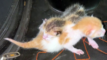 Cute Kittens found in cupboards