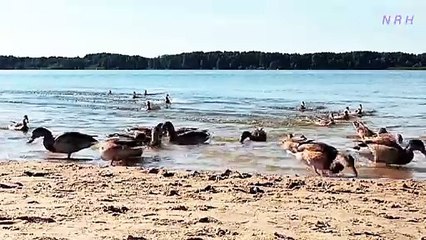 Beautiful nature relaxation video with duck.