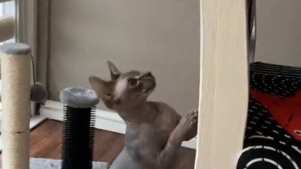 Sphynx tunes out the world while playing with his bee toy