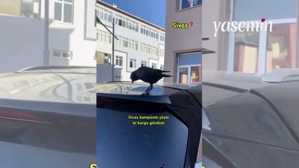 Kendini sevdiren karga görenlerin büyük beğenisini topladı! Önce sevdirdi sonra takip etti