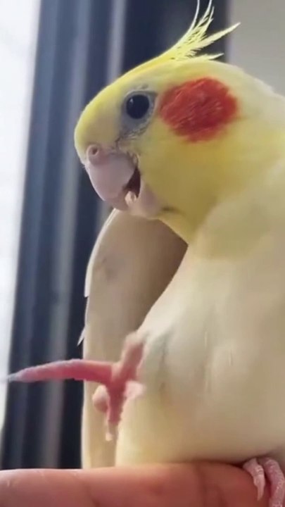 Amazing parrot  fun, parrot in style, parrot rolls with fun