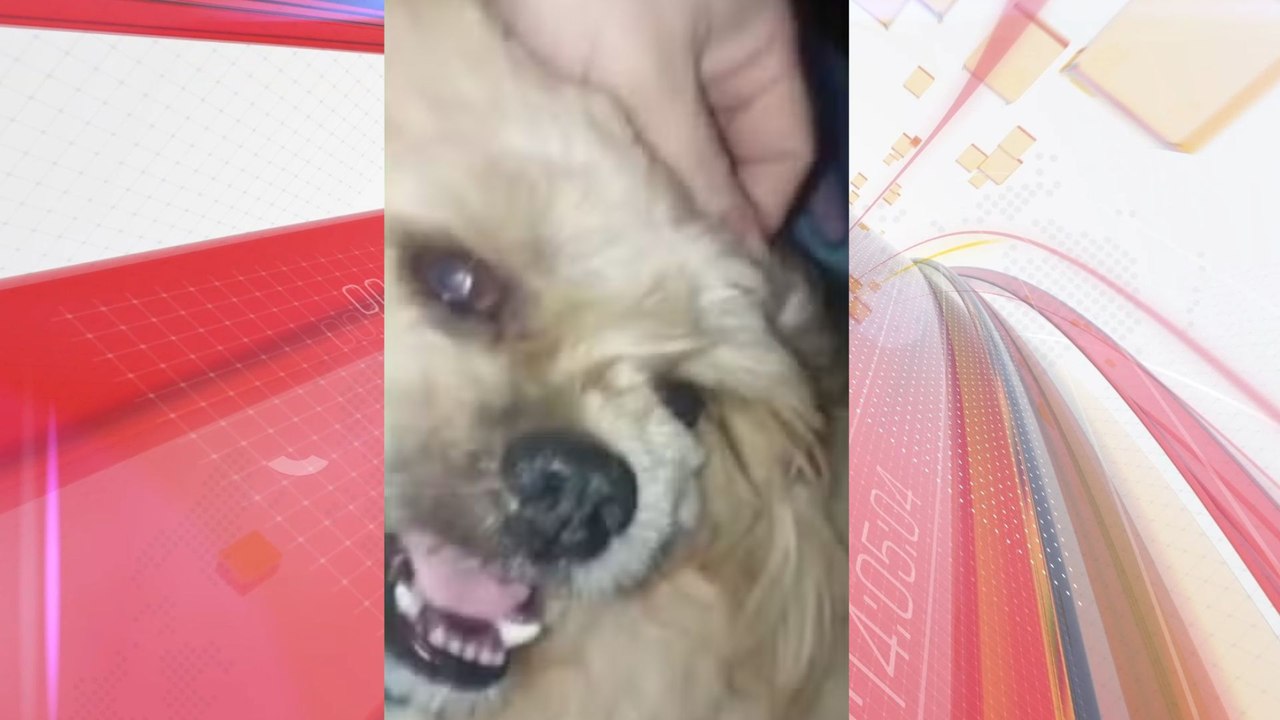 Gata e cachorra amamentam filhotes resgatados da rua no Paraná