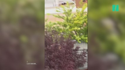 El increíble rescate de una señora y su perro desde un helicóptero por las inundaciones en Utiel, Valencia