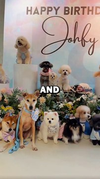 BIRTHDAY DOG MISSING! #animalstories #pets #funny #dogs #dog #cuteBIRTHDAY DOG MISSING! #animalstories #pets #funny #dogs #dog #cute