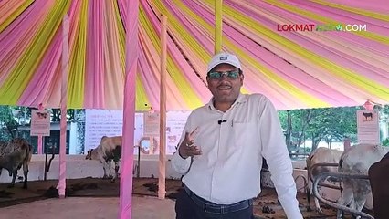 गोधन ओळख भाग  ७ खिल्लार महाराष्ट्राची शान