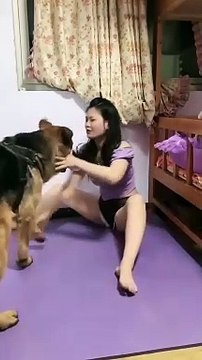 Dog want some love _funny_animal _smart dog _funny pets _funny _funny animals _shorts