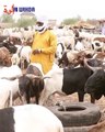 N’Djamena : le prix du mouton est en hausse à l’approche de la Tabaski, déplorent les acheteurs. Les vendeurs évoquent une rareté du pâturage. #Tchad