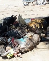 Tchad : le prix des poulets a légèrement augmenté sur les marchés suite aux inondations