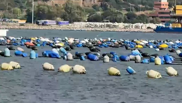 Mitilicoltura. Persi 5mila quintali di prodotto