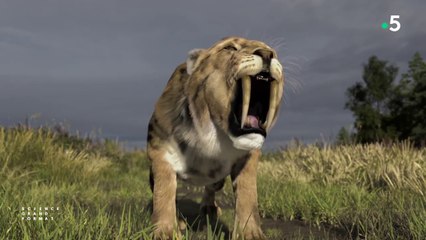Science grand format - Le mystérieux tigre à dents de sabre