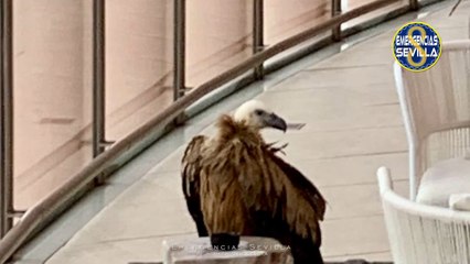 Rescatan un ejemplar de buitre leonado en Sevilla