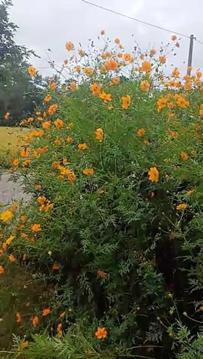 Blooming flower 