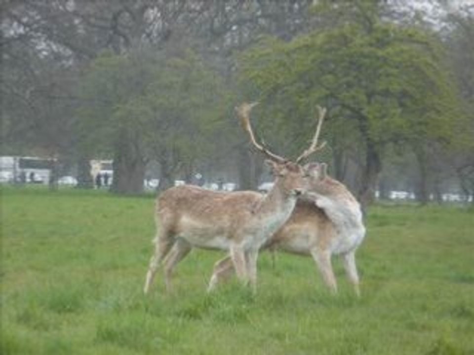 Irlande_Animaux