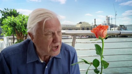 108 The Aerial Acrobats Flies