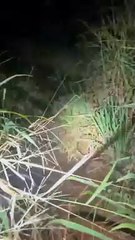 Polícia apreende 1,2 toneladas de maconha em Terra Roxa; um veículo também foi apreendido