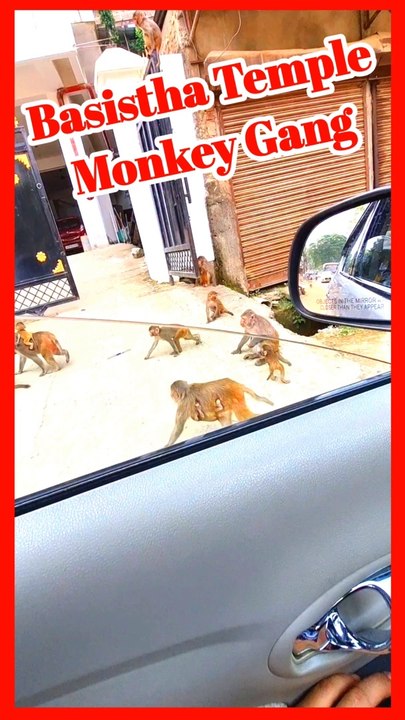 Basistha Temple Monkey Gang  #shorts #monkey #basistha #zubeengarg #hadisremix