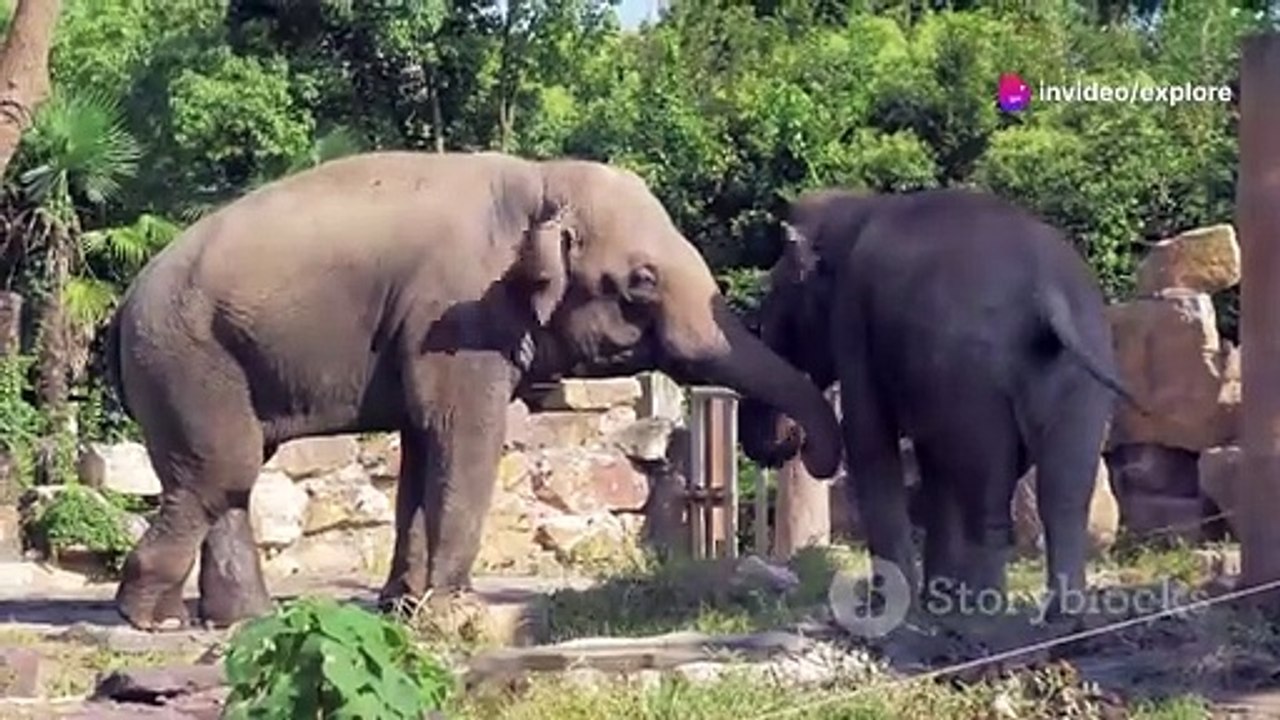 Amazing Facts About Elephants You Didn't - Discovering the Planet in FULL HD
