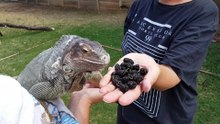 It's Mulberry Season! (Green Iguana Diet)
