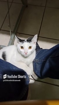 El gato pernanca es bien jugeton #shorts #amigo #peludo #michi #fauna #animal #mascota #pet #cat