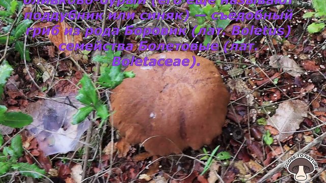 Первые осенние грибы 2024г.Тихая охота.Дубовики,сыроежки,сатанинский гриб.