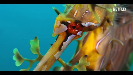 Oceanele noastre | show | 2024 | Official Trailer