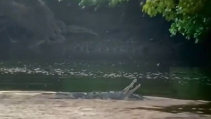 Nuevo avistamiento de un cocodrilo en Tárcoles