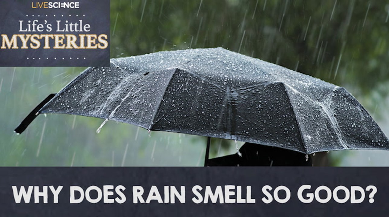 Why Does Rain Smell So Good? video Dailymotion
