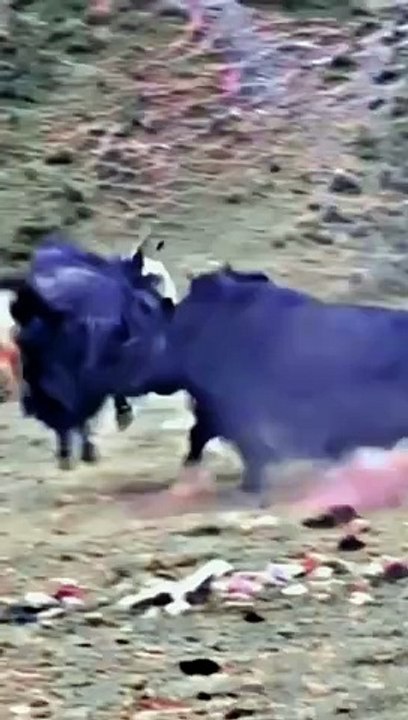 Bulls fight,,,,