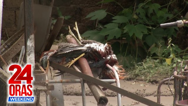 ONLINE EXCLUSIVE: Ilang alagang hayop, namatay bunsod ng epekto ng Bagyong Kristine sa Batangas; ilang sasakyan lubog sa baha | 24 Oras Weekend