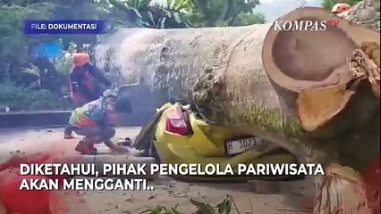 Rusak Parah! Benigilah Penampakan dan Kondisi Kendaraan Tertimpa Pohon di Kawasan Wisata Bandung