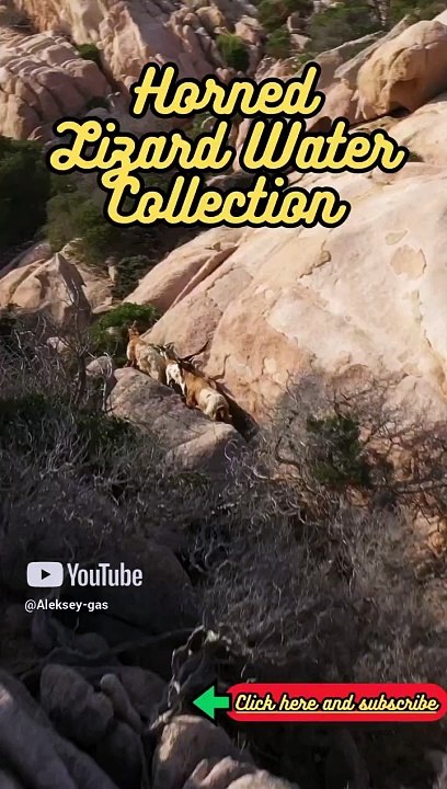 Animal Facts   Horned Lizard Water Collection   #shorts